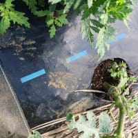 続 梅雨時の畑作業