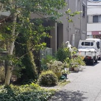 上野桜木にEXPOと白樺が在る風景
