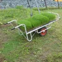 田植えの手伝い