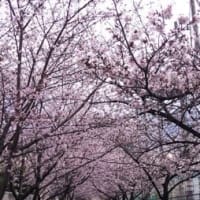 花散らしの雨か