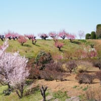 花桃の丘