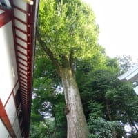 大国魂神社