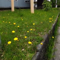 コウリンタンポポ