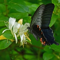 クロアゲハ♂の吸蜜・ギンヤンマ♂の飛翔ほか～樹液を求めてゴマダラチョウほか3種のチョウたち・・・