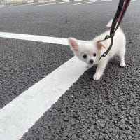 チワワちゃん、お引越しします…。。