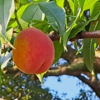 朝の散歩　平池緑地公園　57　6.29～30