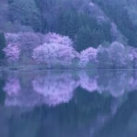 今年最後の桜　by 　空倶楽部（392）