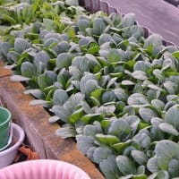 葉物野菜も終盤です