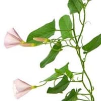 bindweed flowers