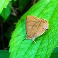 ウラキンシジミ Ussuriana stygiana ：蜆蝶は難しい！