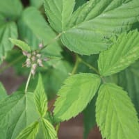 キビノナワシロイチゴの蕾