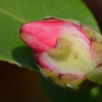 鉢植えの椿（８） 「錦キリン」