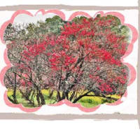 お花見スポット(吉高大桜と佐倉ふるさと広場