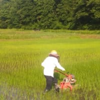 田んぼオーナー　除草作業