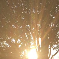 曇りの日こそ。