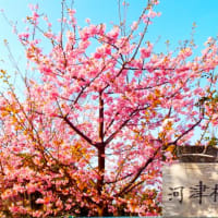 河津桜