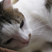 ボアマフラー猫柄