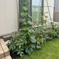 今年もグリーンカーテン