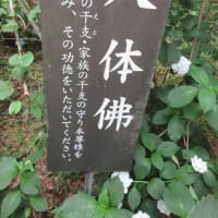 関西花の寺２５ゕ寺　第5日目　まずは　第1番札所　観音寺