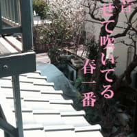 これは春一番ではないので・・