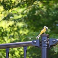 キセキレイのおじさん
