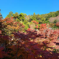 京都の紅葉を見に
