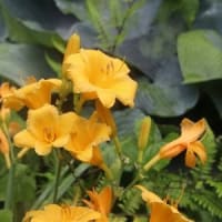 梅雨時の花