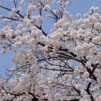 桜花見　2024（１）町内の公園