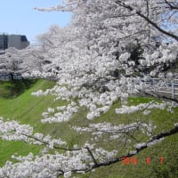 水戸城址三の丸壕の桜満開
