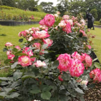 薔薇を見に行きました～鹿児島・錦江湾公園