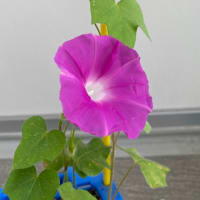繋げる大輪の花