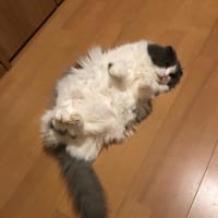 今日はパーティー