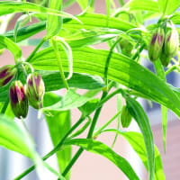 山野草 ＆ 木本：それぞれの〝つぼみ〟に思いを託して