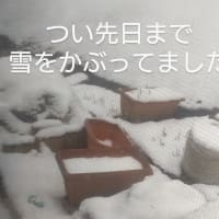 スナックえんどうに支柱を立てた‘25