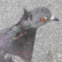まさか夏霞み？？