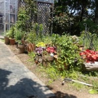 東側の花壇に花苗植え付けます