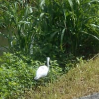 僕らはみんな生きている♪