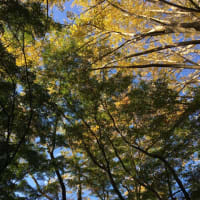 天園ハイキングと銀杏との格闘