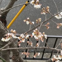 我が家の桜も咲きました
