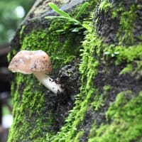 2025年6月15日 昭和記念公園のきのこ１
