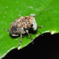 エゴヒゲナガゾウムシ　♀