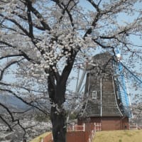 赤城南面千本桜へ行ってきました！