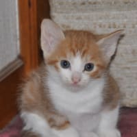 子猫里親募集中 かわいい子猫差し上げます 子猫里親募集中 かわいい子猫差し上げます
