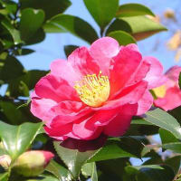 山茶花