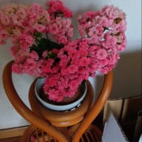 摘果に明け暮れる日々