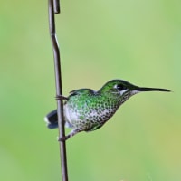 コスタリカ紀行　第2日目　サラピキ〜ボカ タバーダ　その１／ズアカゴシキドリ　ボルチモアムクドリモドキ　キバシミドリチュウハシ　ミドリボウシテリハチドリなど