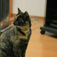大きくなった