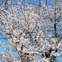 今月厄年になるオヤジが…。