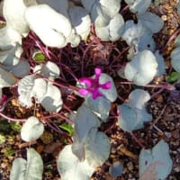 春は足踏み…