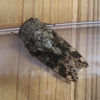 ニイニイゼミ
